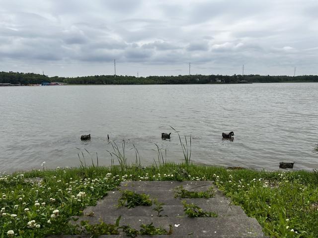 以自然之力应对海平面上升，需建好真正的绿色海堤｜底线城市