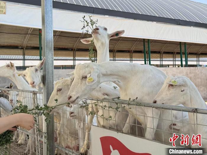 “羊乳生态：打造循环系统” 中国 陕西省 第3张