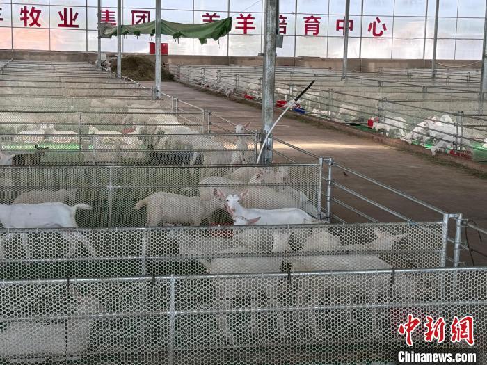“羊乳生态：打造循环系统” 中国 陕西省 第5张