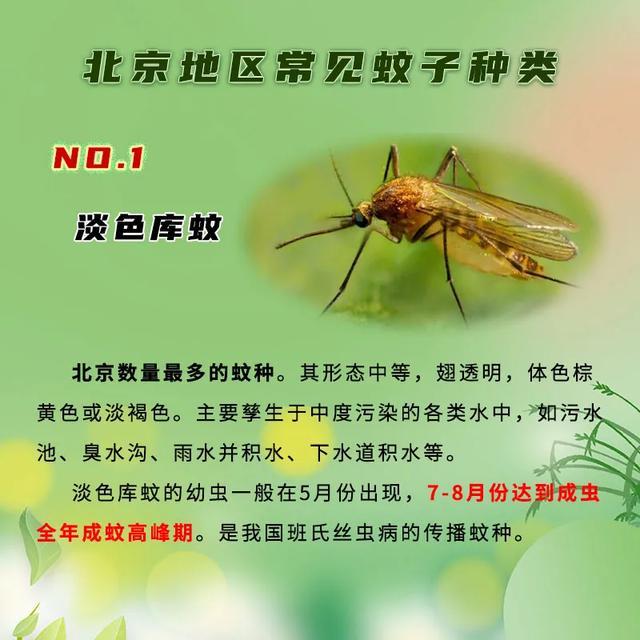 今天北京地区蚊虫叮咬风险中等，室外久留可穿长袖长裤防蚊