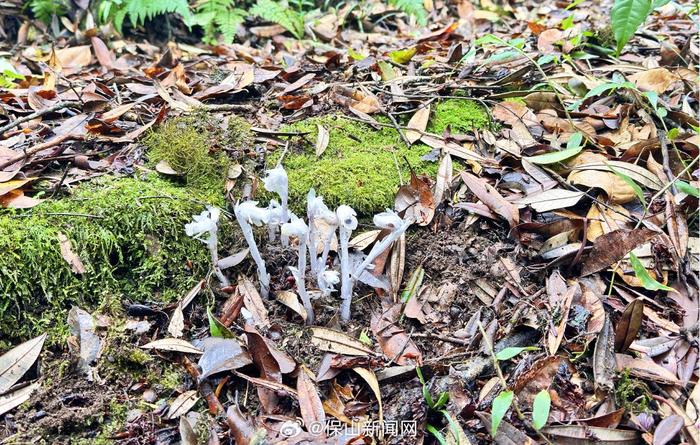 貌似“豌豆射手”！龙陵发现“幽灵之花”