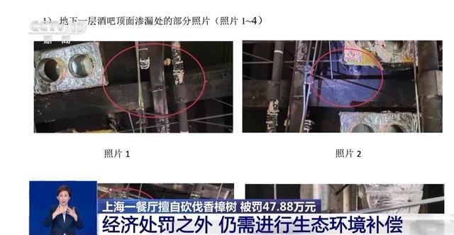 上海一餐厅擅自砍伐外滩观景平台7棵香樟树 重罚！