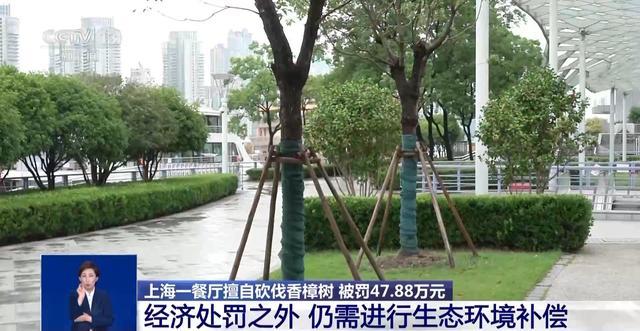 上海一餐厅擅自砍伐外滩观景平台7棵香樟树 重罚！