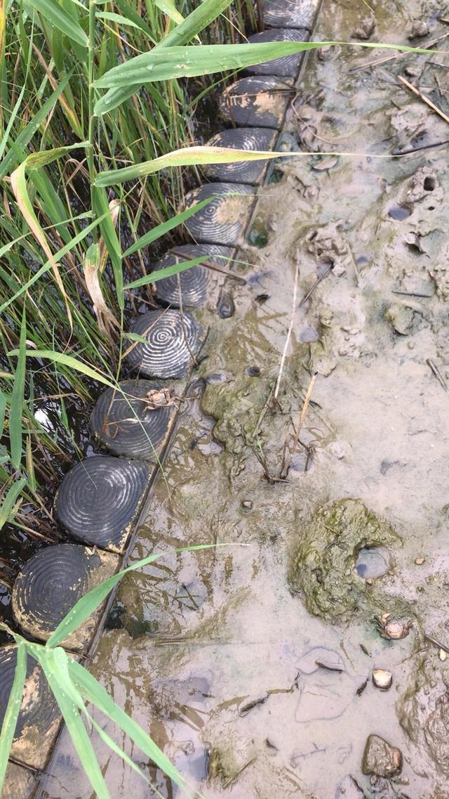 上海鹦鹉洲湿地的十年：侵蚀海岸如何做好生态修复｜底线城市