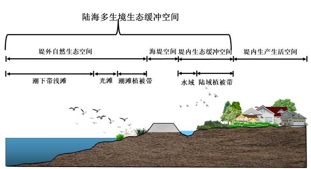 上海鹦鹉洲湿地的十年：侵蚀海岸如何做好生态修复｜底线城市