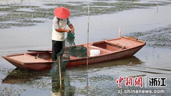 吃蟹不必秋风起 浙江南浔“六月黄”抢“鲜”上市