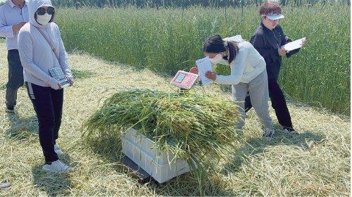 冬黑麦：产业与生态双丰收的“绿色引擎”
