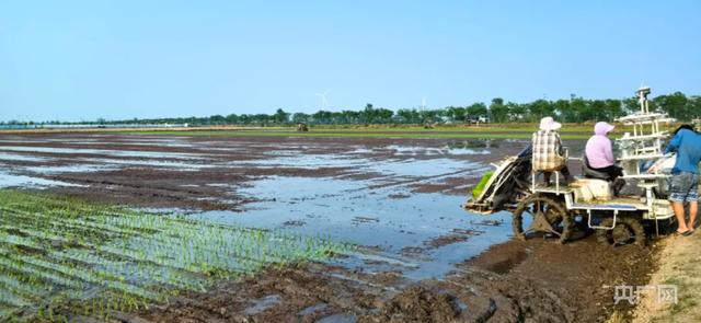 怀远：机械化插秧 助力水稻增产增收
