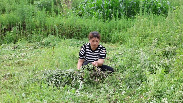 湖南衡山：艾草飘香迎丰收 乡村振兴产业旺