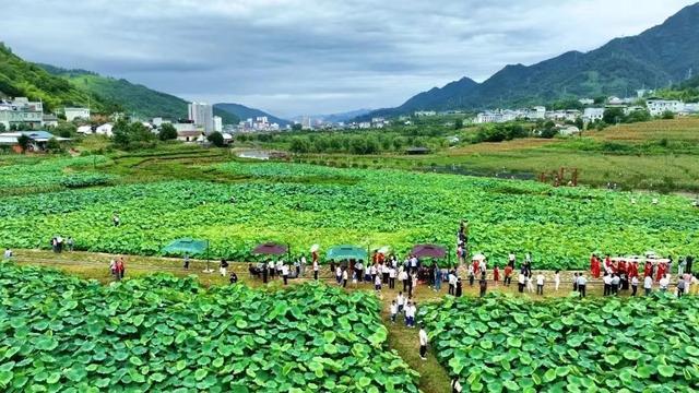 【组图】一抹“荷”香点亮乡村产业