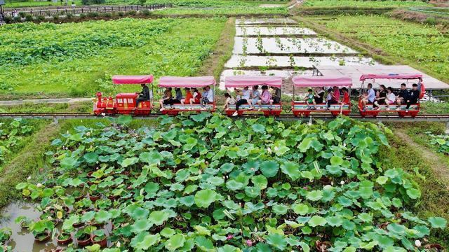 【组图】一抹“荷”香点亮乡村产业