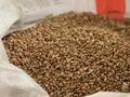 青海约19万亩冬小麦开镰收割