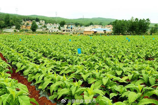 宣威市板桥街道永安村产业兴村纪实