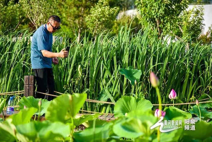 大美山西丨悠悠夏日 “荷”你有约