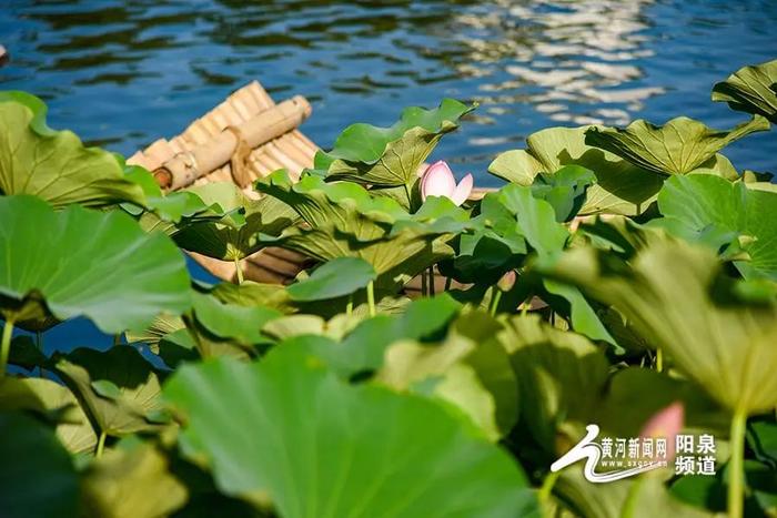 大美山西丨悠悠夏日 “荷”你有约