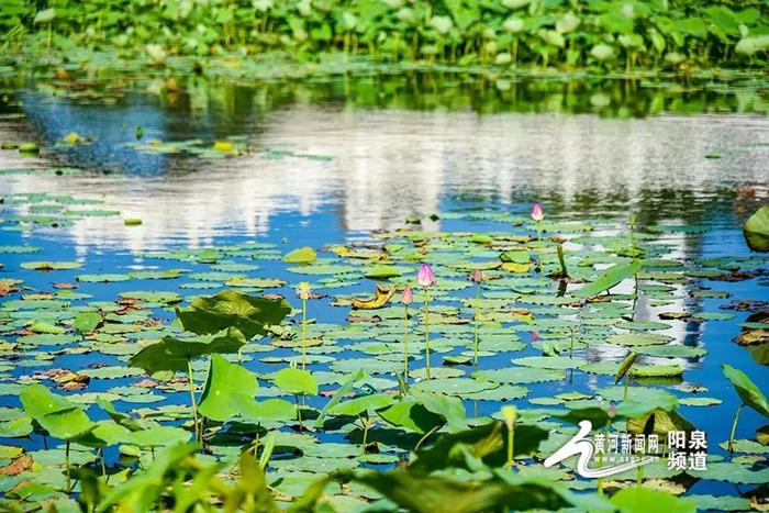 大美山西丨悠悠夏日 “荷”你有约