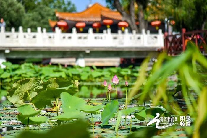 大美山西丨悠悠夏日 “荷”你有约