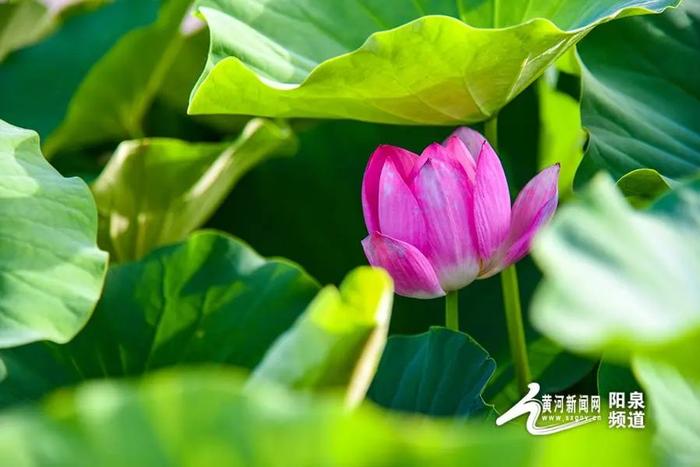 大美山西丨悠悠夏日 “荷”你有约