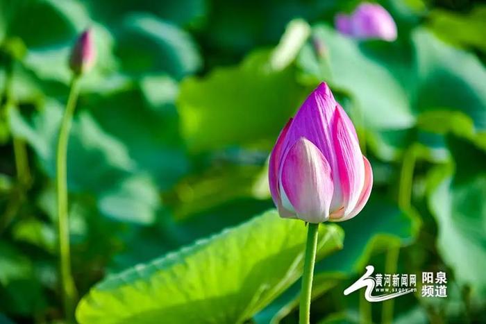 大美山西丨悠悠夏日 “荷”你有约