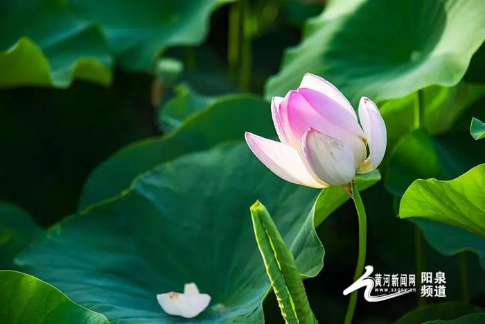 大美山西丨悠悠夏日 “荷”你有约