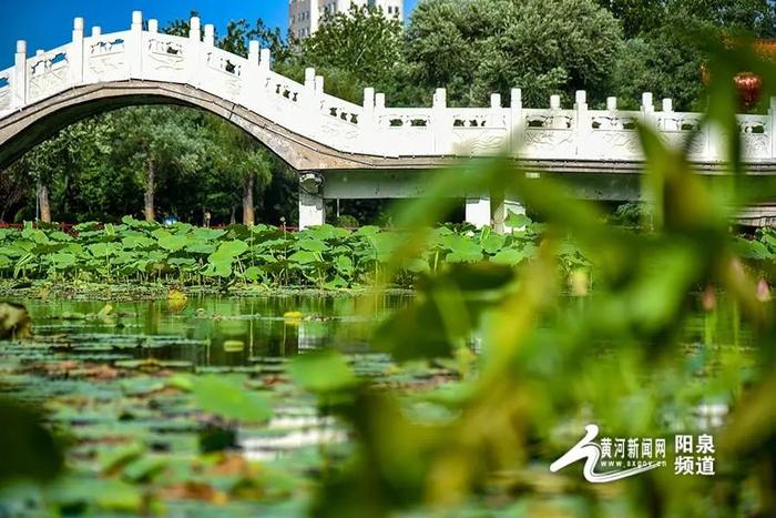 大美山西丨悠悠夏日 “荷”你有约