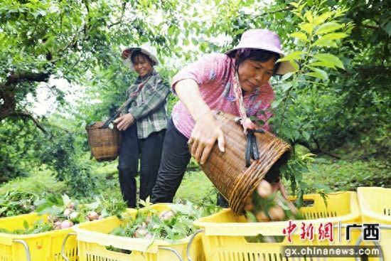 广西荔浦新农人半石山村筑起现代农业园