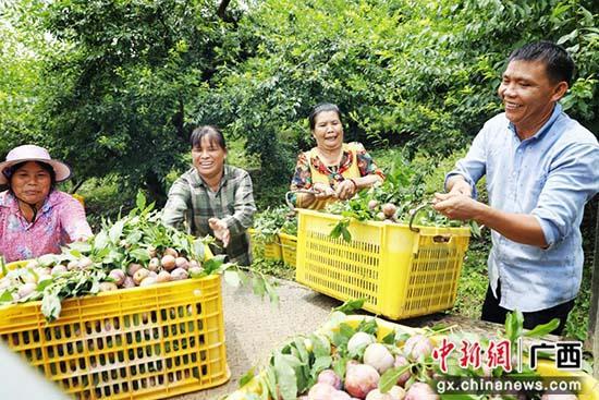 广西荔浦新农人半石山村筑起现代农业园