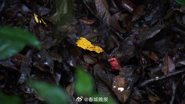 这个雨季，到保山龙陵赴一场“大红菌之约”