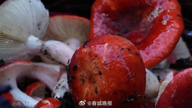 这个雨季，到保山龙陵赴一场“大红菌之约”