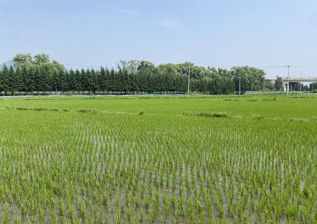 ​蛟河市2000亩稻田住进“蟹管员”