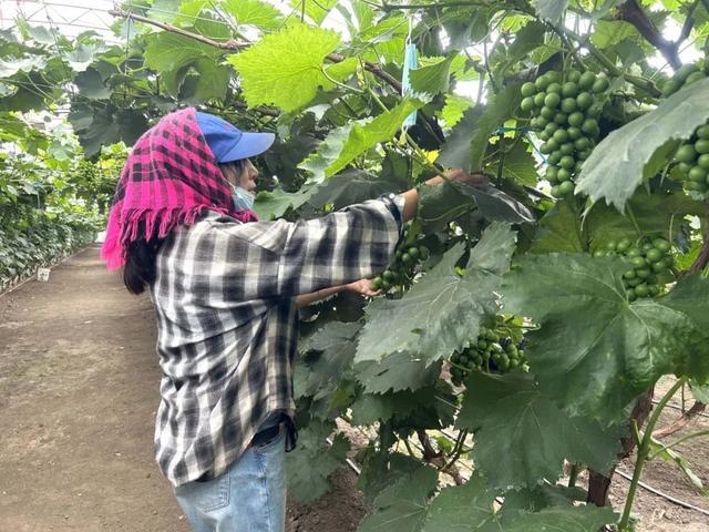 大岭镇黄花村大棚果蔬种植让“辛苦钱”成为“心里甜”