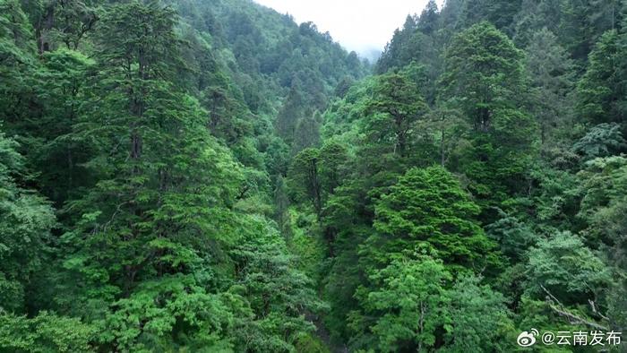 白马雪山密林中发现百余株水晶兰