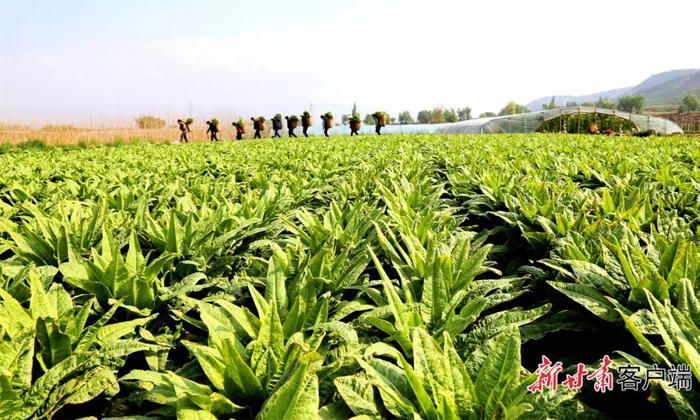 天水武山县：“小蔬菜”长成“大产业”