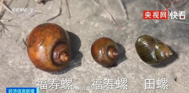 如何分辨福寿螺和田螺