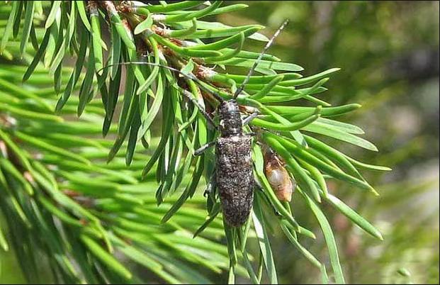 闭园治虫害 四川南充金城山租用无人机喷洒药物