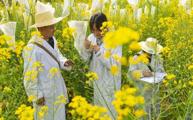 新质生产力赋能“中国芯” 小菜花开启“成长四倍速”