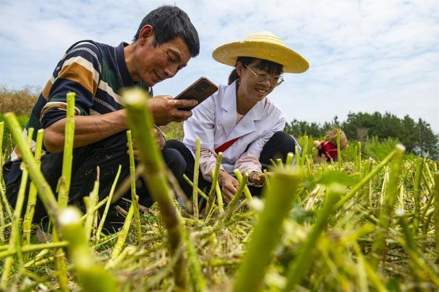 新质生产力赋能“中国芯” 小菜花开启“成长四倍速”