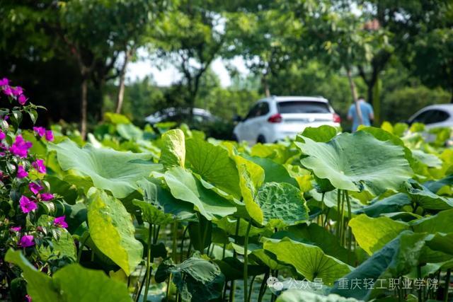 看，这里是重庆轻工职业学院！2024年招生指南