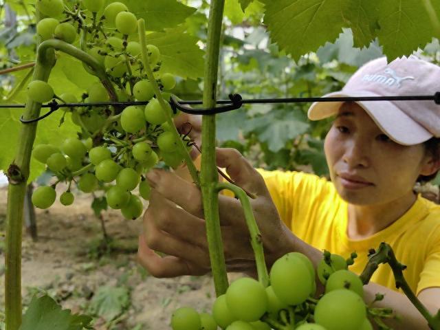 仁怀苍龙街道：葡萄管护盼丰收