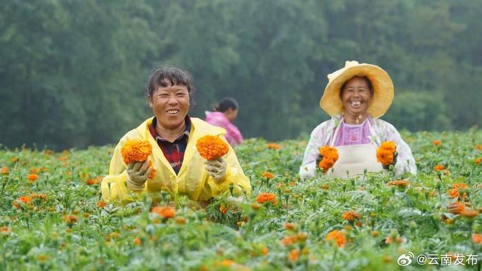 你见过万亩菊花开放的样子吗？