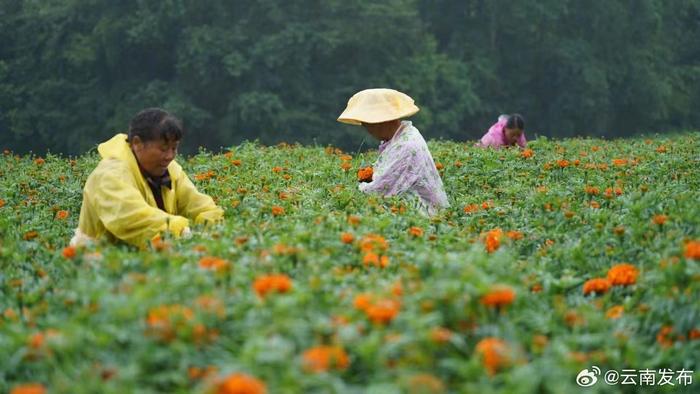 你见过万亩菊花开放的样子吗？