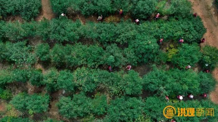 《南昌市2023年国土绿化状况公报》正式发布