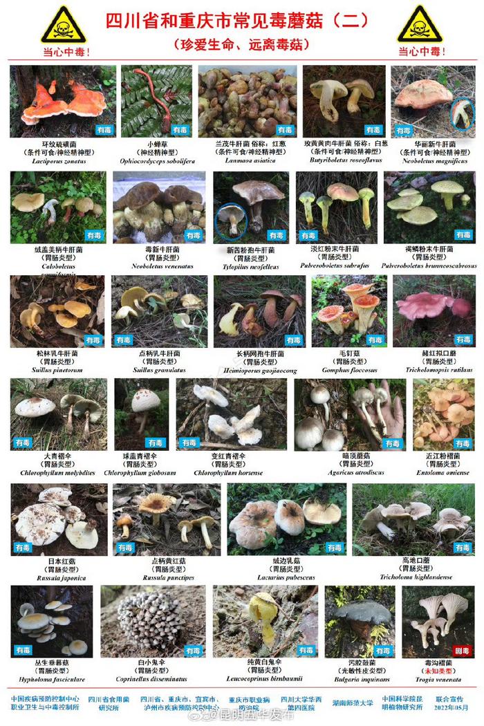转发收藏！常见毒蘑菇图鉴