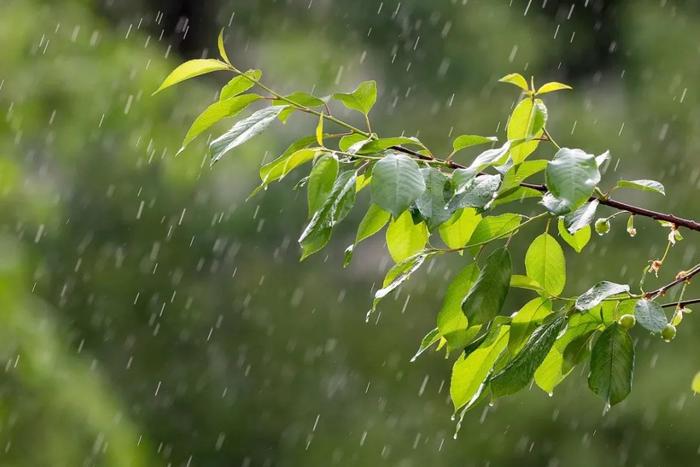 22℃！哈市明天有中雨丨水利部启动黑龙江洪水Ⅳ级应急响应