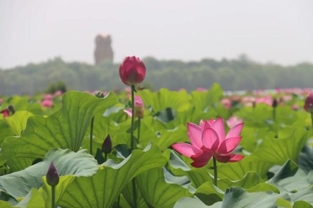 暑假去济宁 | 太白湖景区荷花盛开，盛夏的浪漫等你来邂逅！