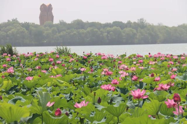 暑假去济宁 | 太白湖景区荷花盛开，盛夏的浪漫等你来邂逅！