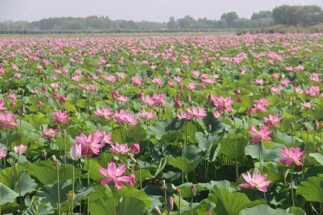 暑假去济宁 | 太白湖景区荷花盛开，盛夏的浪漫等你来邂逅！