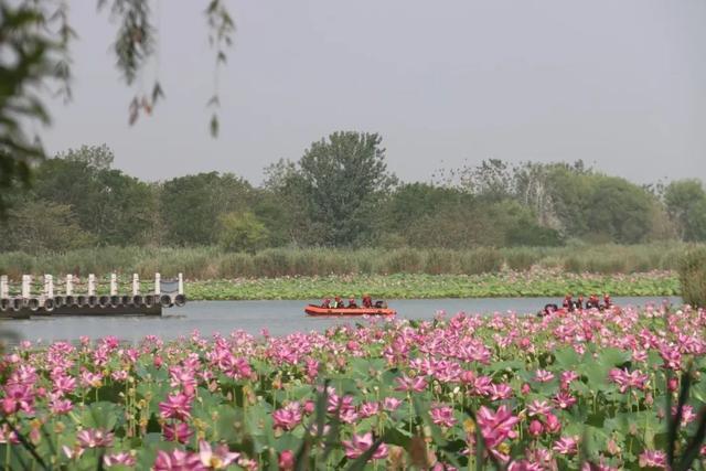 暑假去济宁 | 太白湖景区荷花盛开，盛夏的浪漫等你来邂逅！