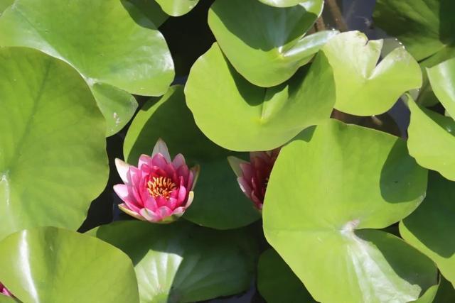 暑假去济宁 | 太白湖景区荷花盛开，盛夏的浪漫等你来邂逅！