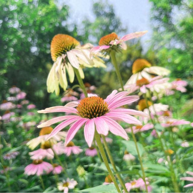 中牟这个地方开的正旺 长着“松果”的菊花，你见过吗？